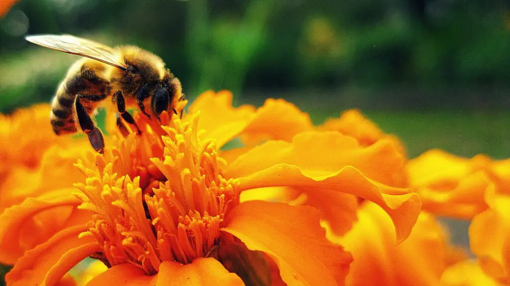 Dieses Bild zeigt eine Biene an einer Blume, Bienenprojekt. - Umweltschutz